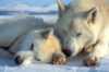 Husky