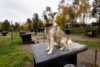 Dogs and activities in Pasvik