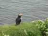 Sea Puffin