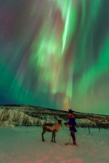Sami reindeer Northern lights