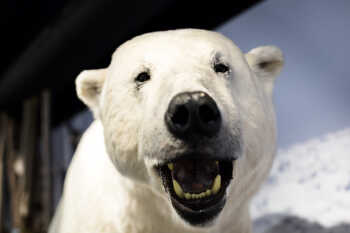 Isbjørnklubben - Polar Bear Society