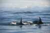 Killer whales
