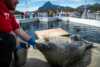 Seal at Lofoten Aquarium