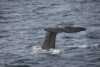 Whale safari