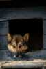 Dogs and activities in Pasvik