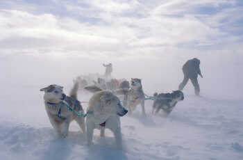 Life of the sled dogs