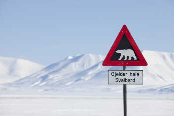 Polar bear sign