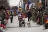 Dog sled race