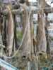 Fish on the racks