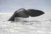 Whale
