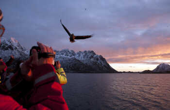 Sea Eagle safari in Trollfjord