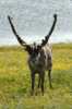 Varanger Reindeer