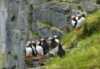 Sea puffins