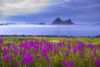 Fireweed