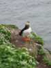 Puffin