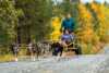 Dogs and activities in Pasvik