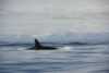 Killer whales