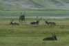 Reindeer in Varanger