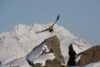 Sea eagle