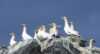 Gannets