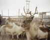 The reindeer herd