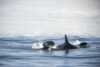 Killer whales