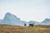 Reindeer in the Mountain