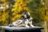 Dogs and activities in Pasvik