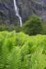 Fern in Rohkunborri