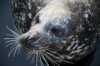 SKREI Lofoten Aquarium - seal