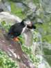 Sea Puffin