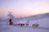 Dog sledding at Altervatn