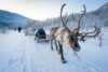 Reindeer sledding