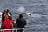 Close to the whale